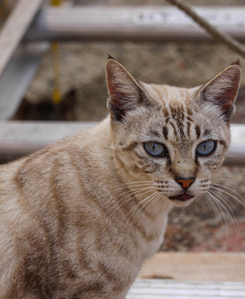 ねこ