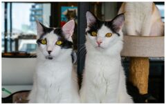 ねこ