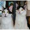 ねこ