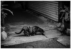 monochrome