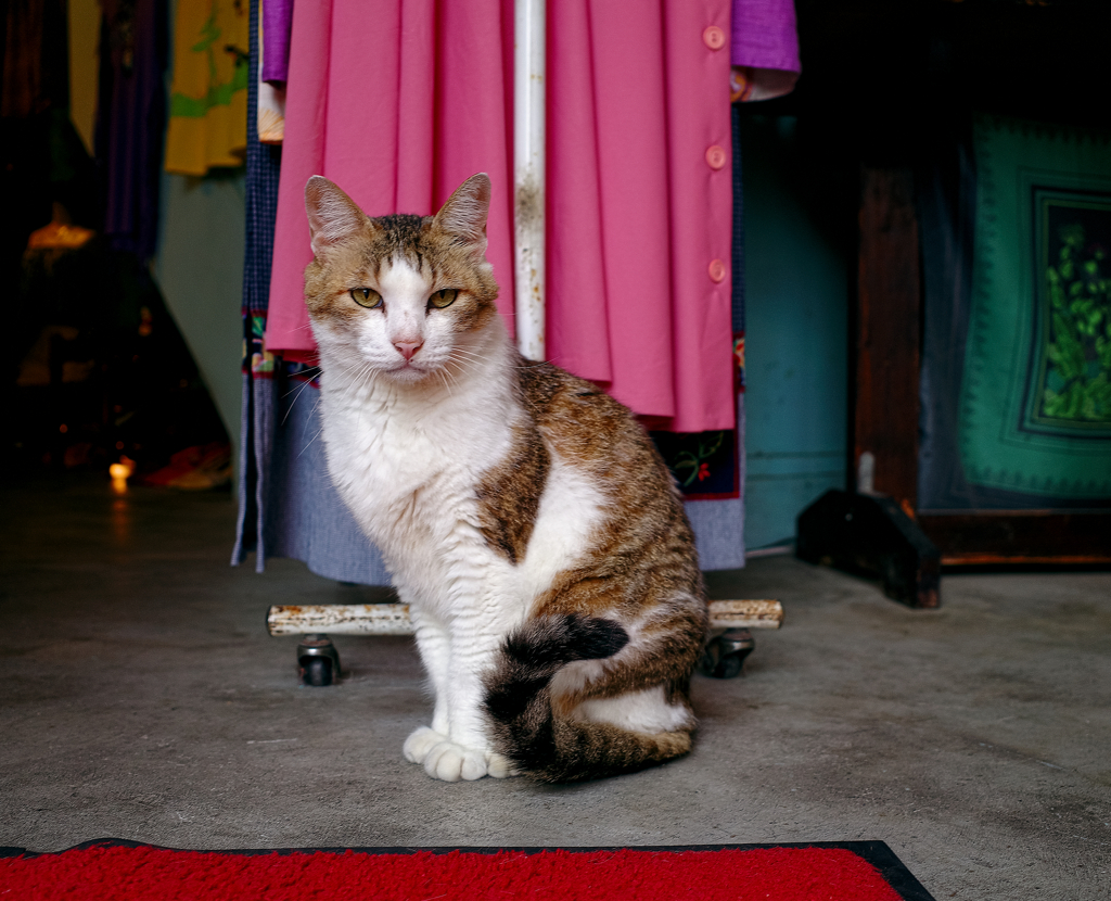 ねこ
