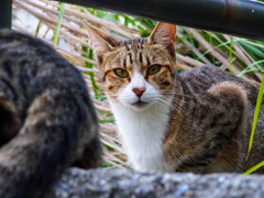 ねこ