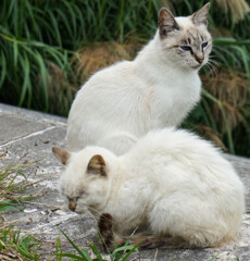 ねこ