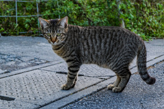 ねこ