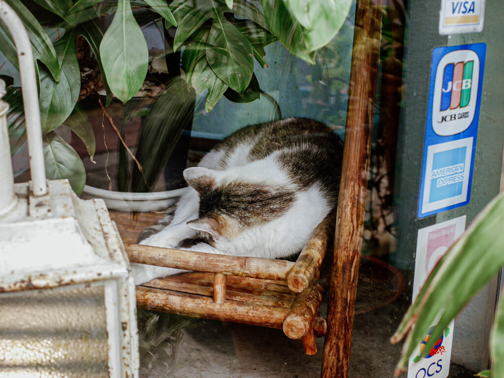 ねこ