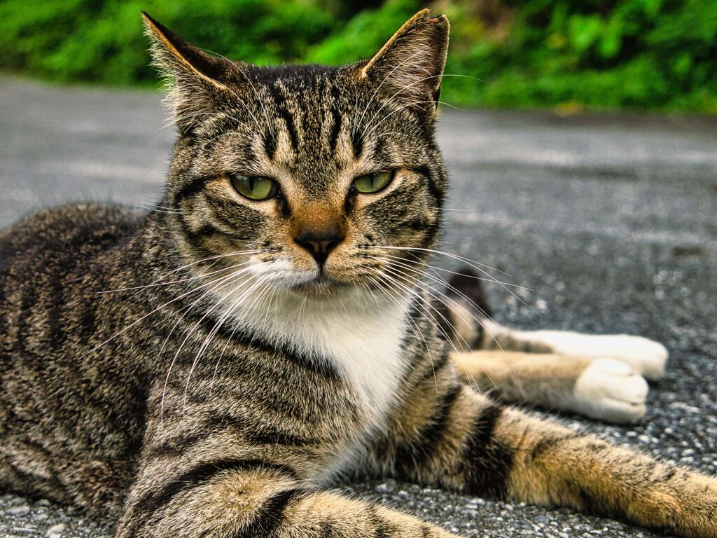 ねこ