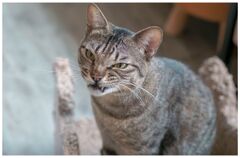 ねこ
