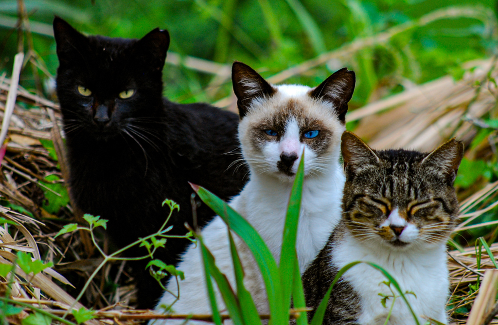 ねこ