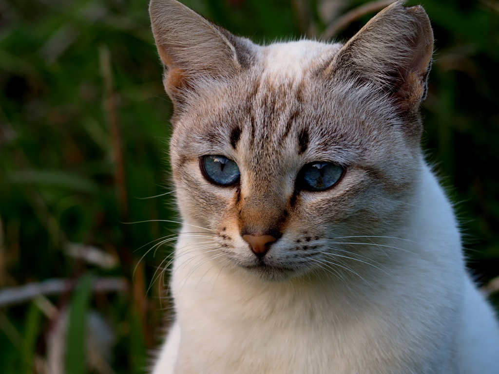 ねこ