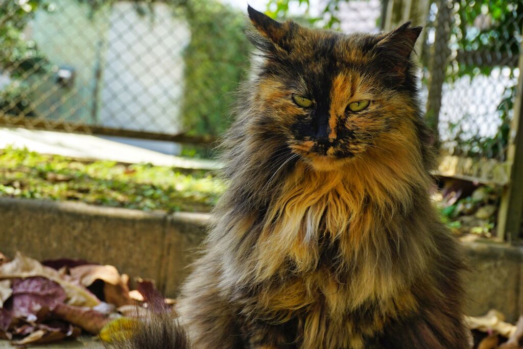 ねこ