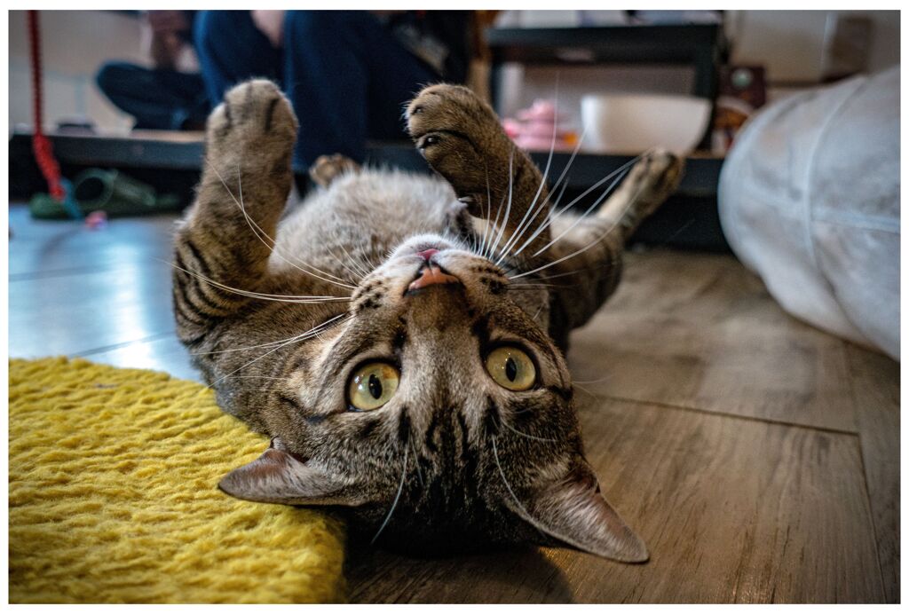 ねこ