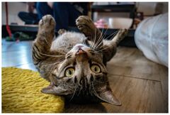 ねこ