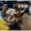 ねこ