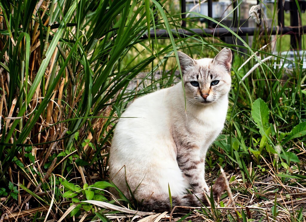 ねこ