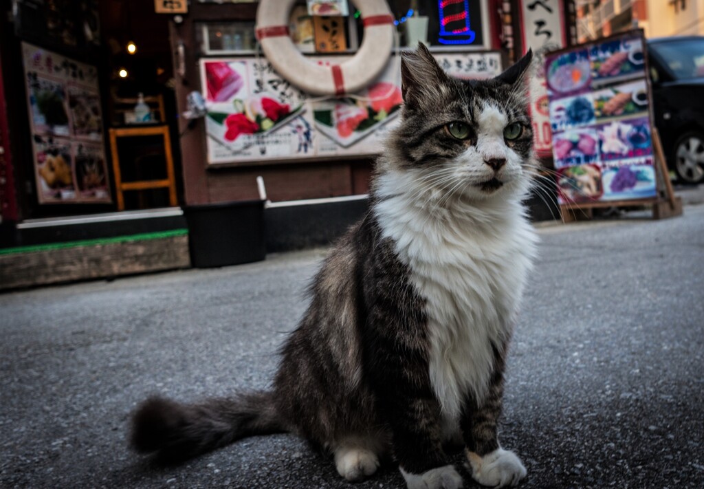 ねこ