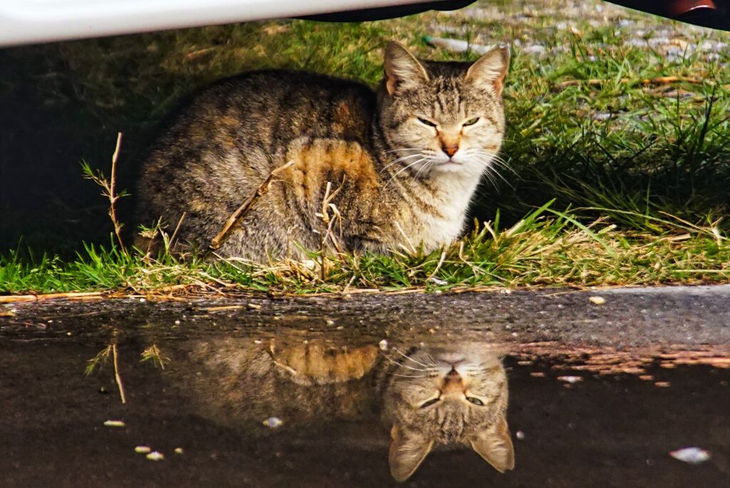 ねこ