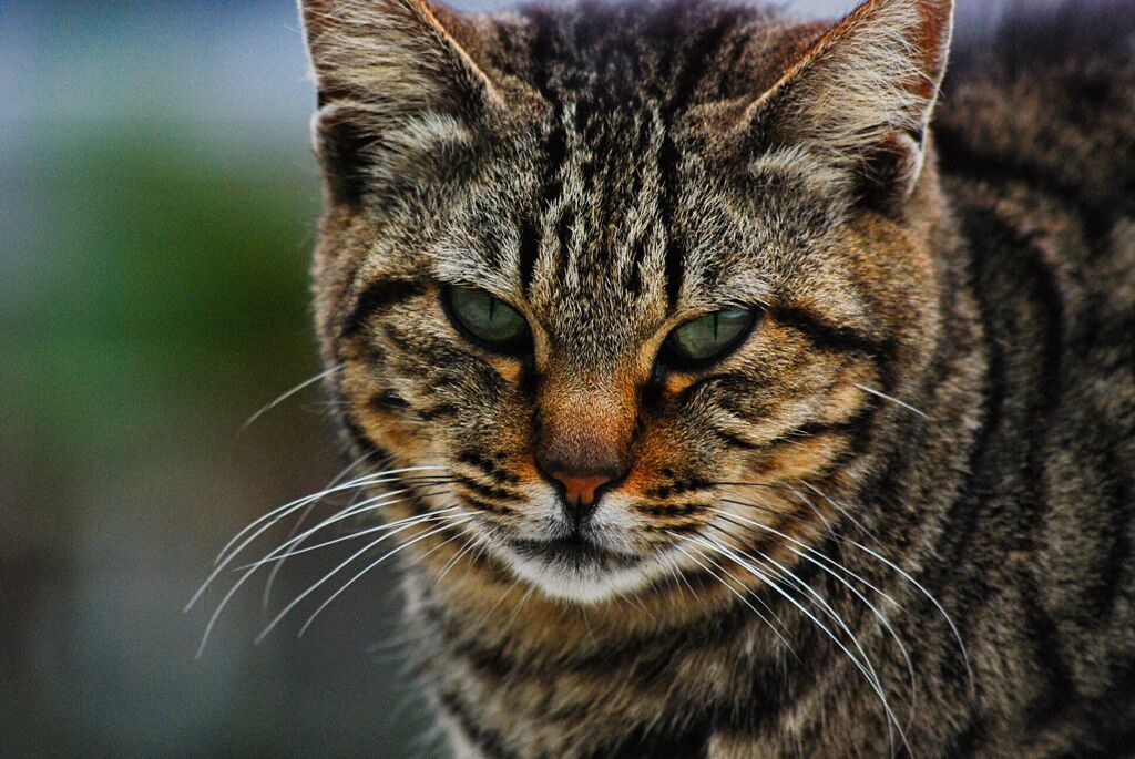 ねこ