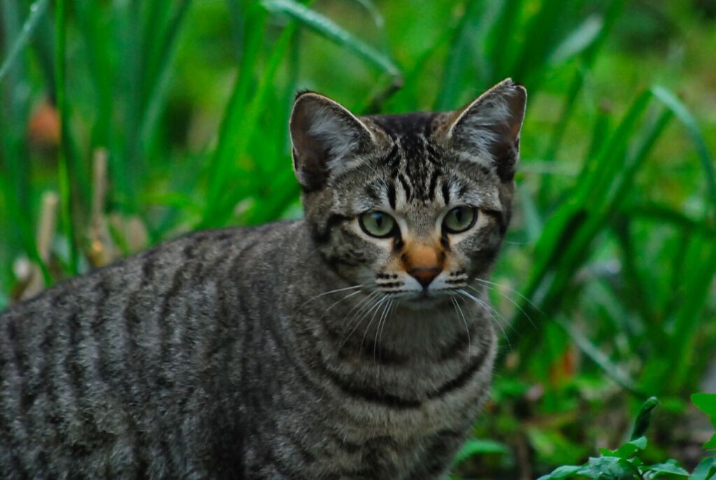 ねこ