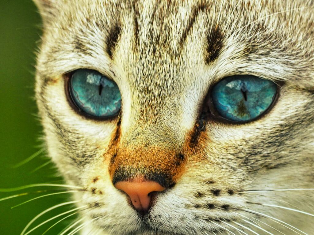 ねこ