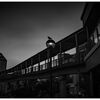 monochrome