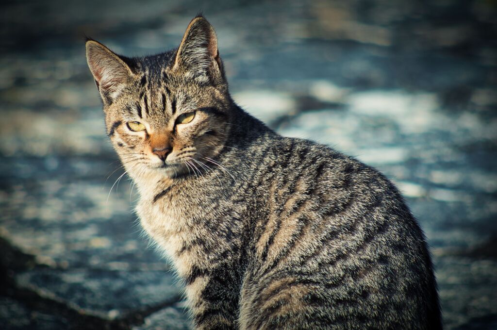 ねこ