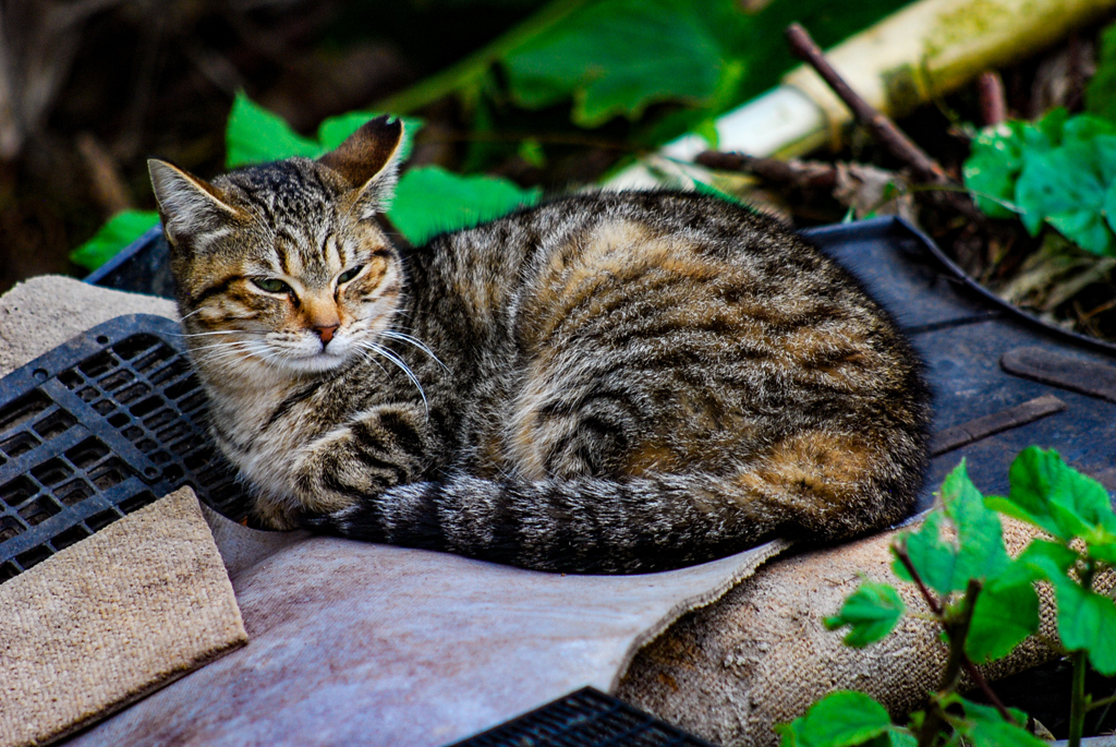 ねこ