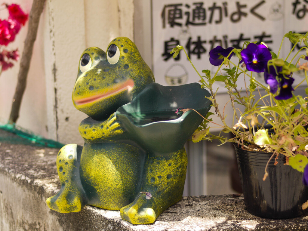 カエルの