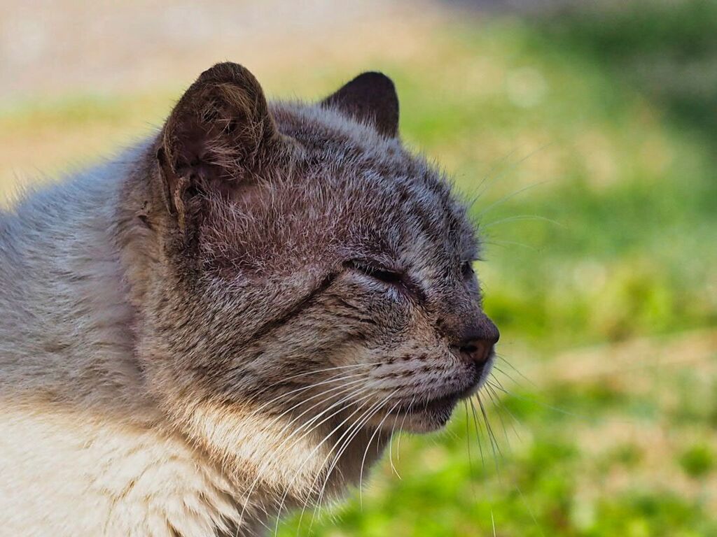 ねこ