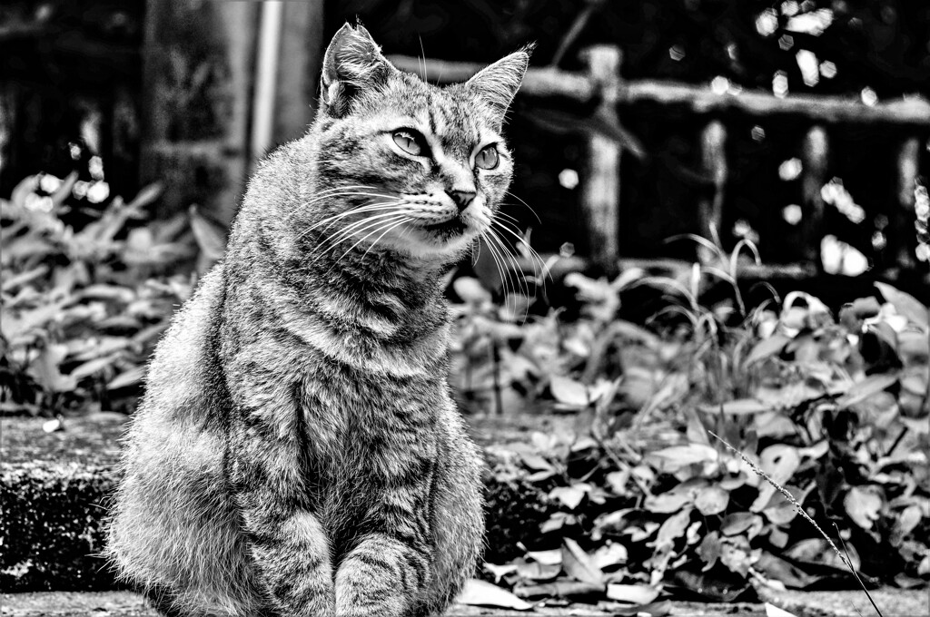 NEX-6