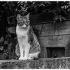 ねこ
