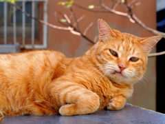 ねこ