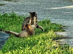 ねこ
