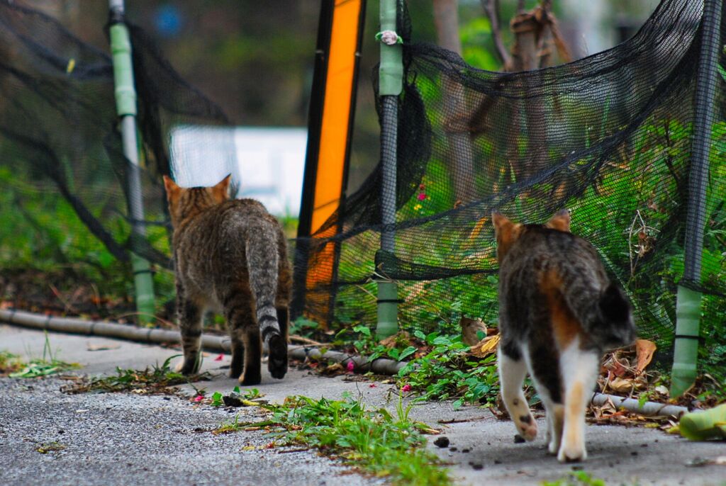 ねこ