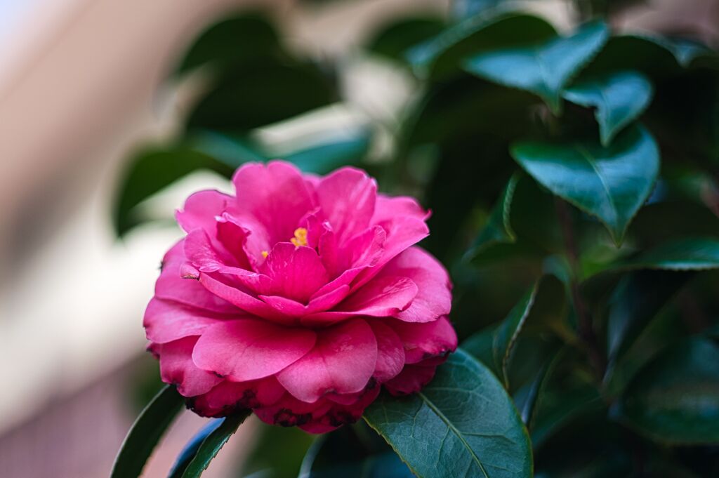 RICOH XR RIKENON 50mm F2 X NEX-6