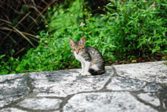 こねこ