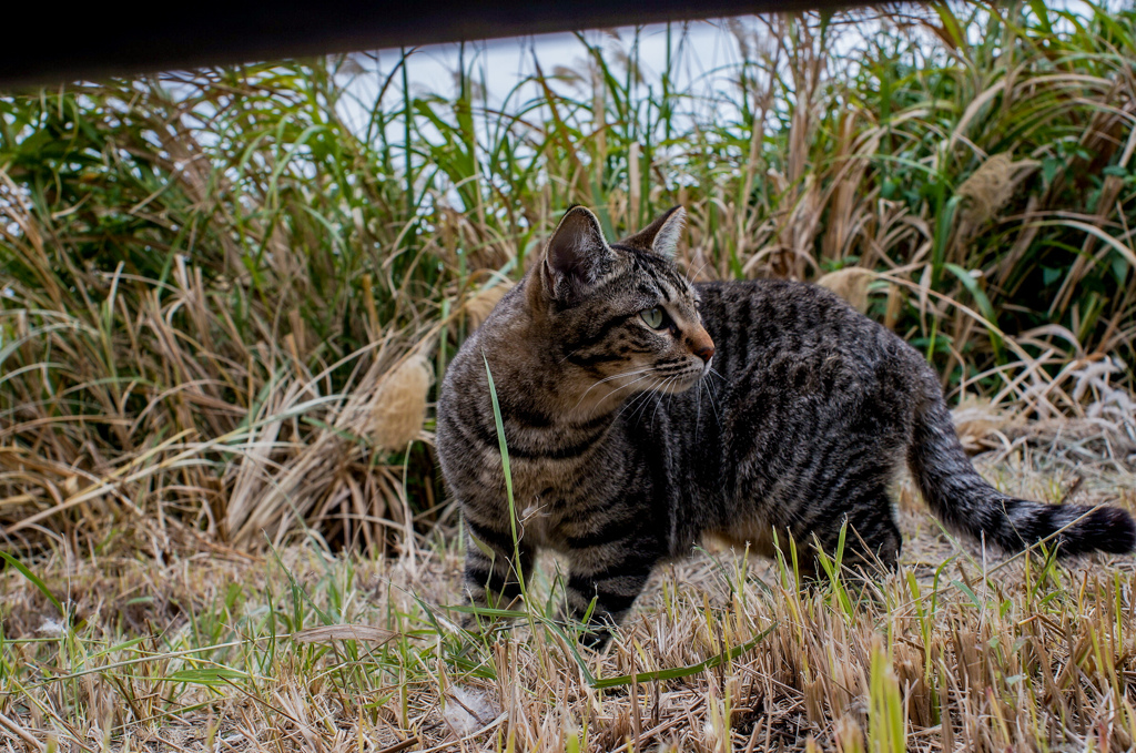 ねこ