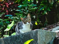 ねこ