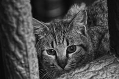 ねこ