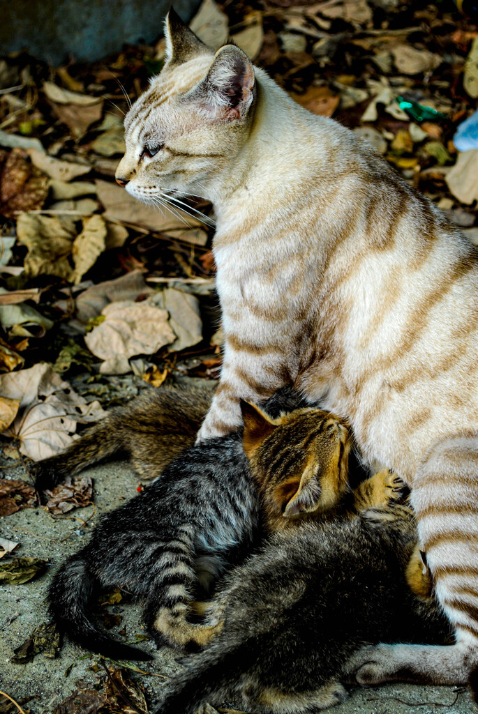 ねこ
