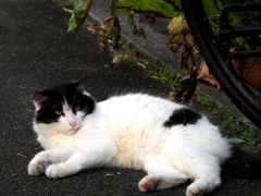 ねこ
