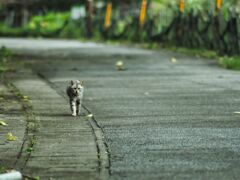 ねこ