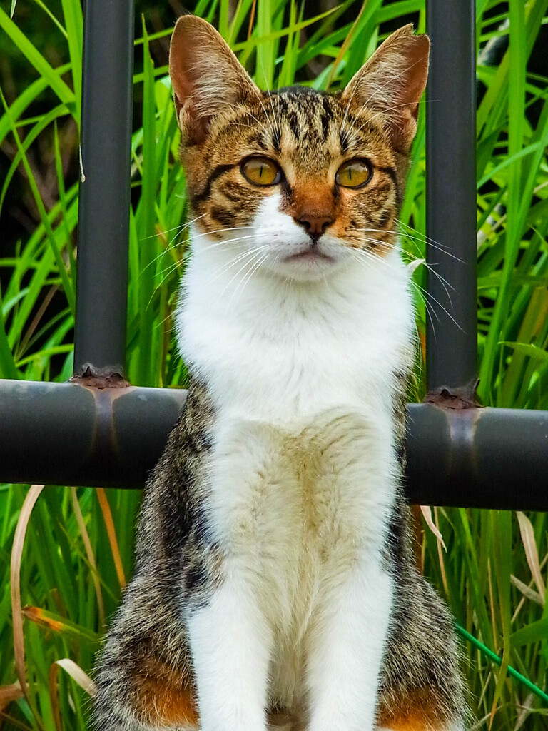 ねこ