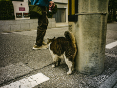 ねこ