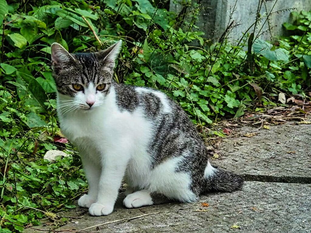 ねこ