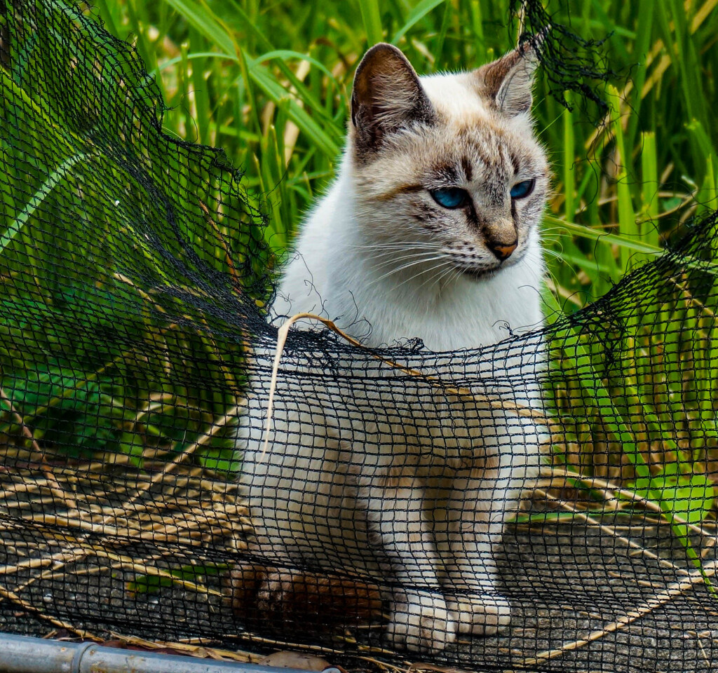 ねこ