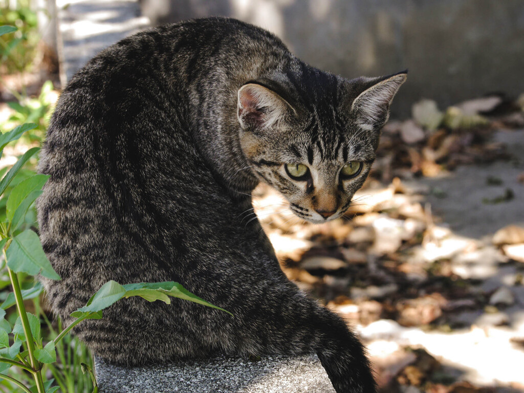 ねこ