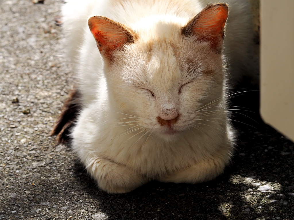 ねこ