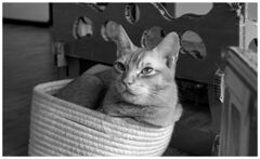 ねこ
