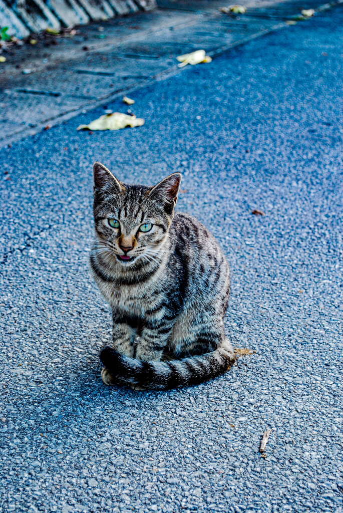 ねこ