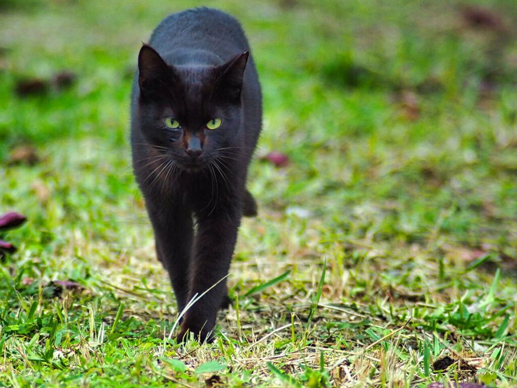 ねこ